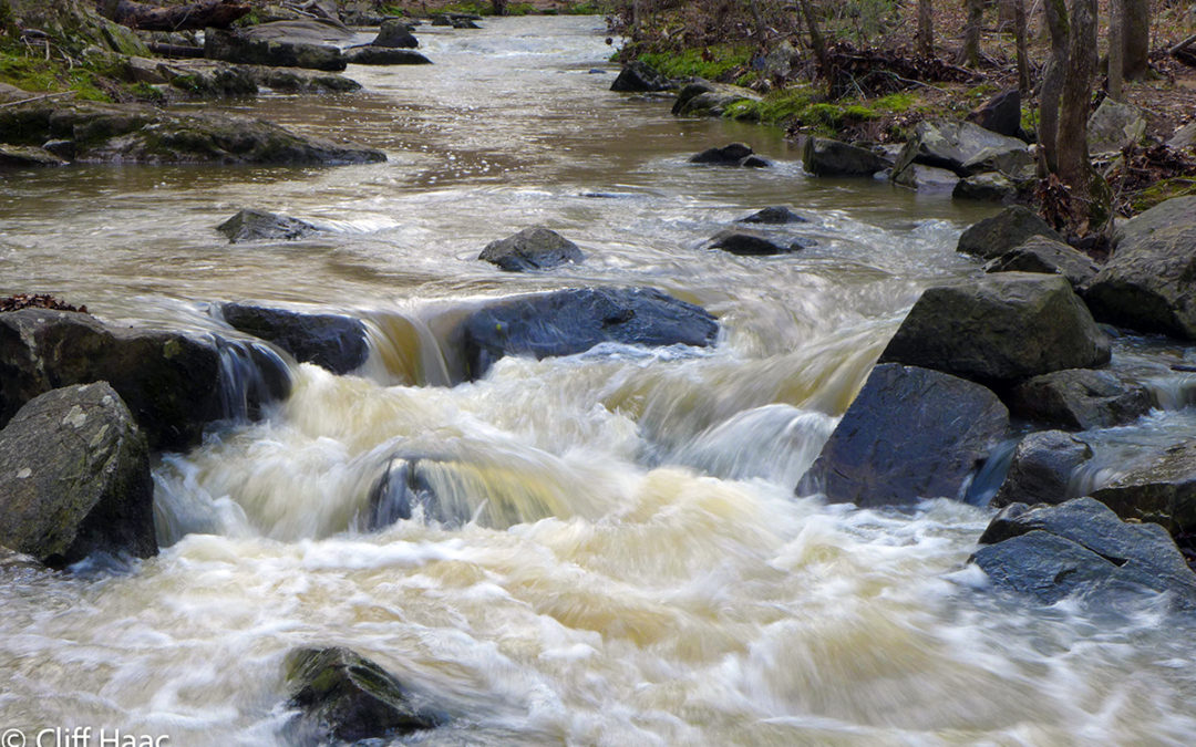 Absorbing Stormwater Naturally