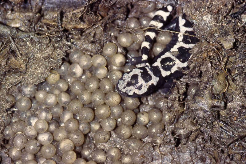 The Truth About Vernal Pools